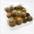 Kaktusz mix, 5 cm-es cserpben (1 db nvny)