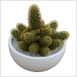 Kaktusz mix kermiban