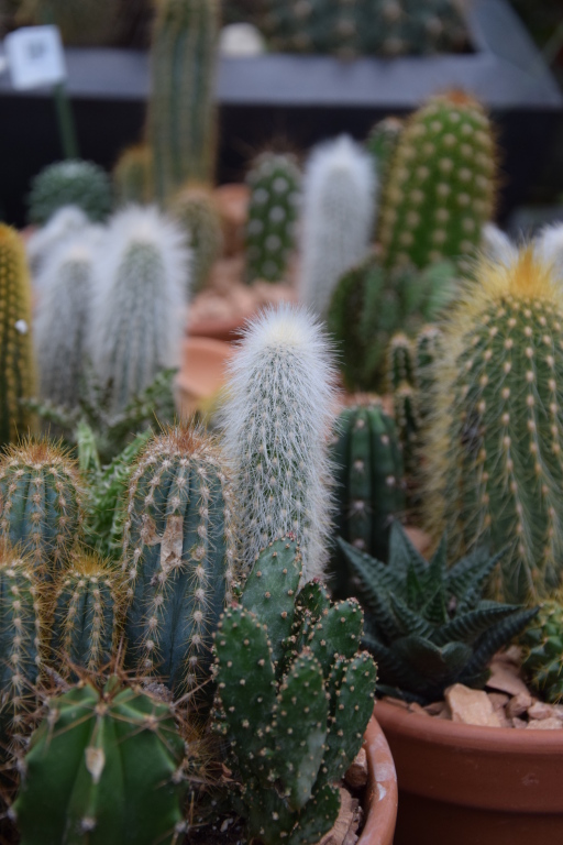 Kaktusz terracotta tlban - tbbfle