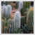 Kaktusz terracottban - tbbfle 17 cm-es cserpben
