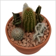 Kaktusz terracottban - tbbfle 17 cm-es cserpben