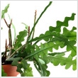 Karjos kaktusz (Cactus Fishbone) - akaszts