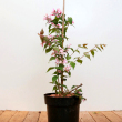 Kolkwitzia amabilis ‘Pink Cloud’ 2 literes kontnerben