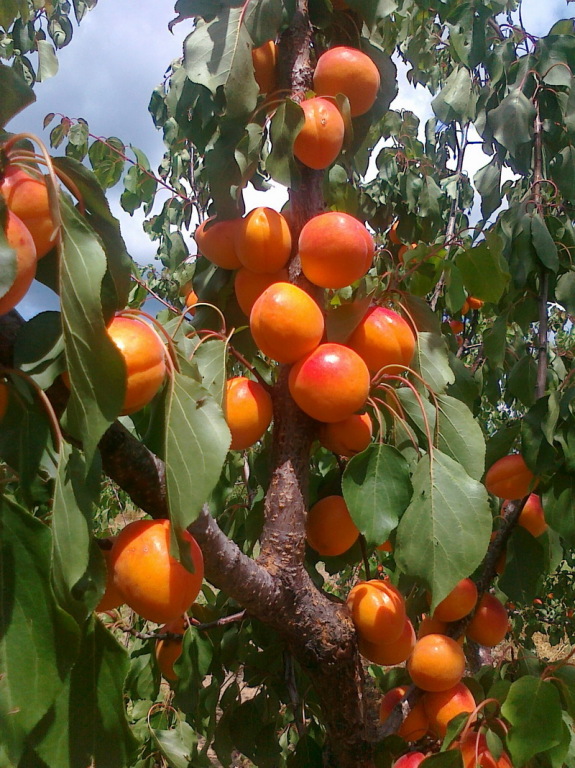 gyümölcsfa