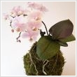 Lepkeorchidea (Pillekosbor)