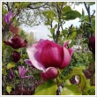Magnolia 'Genie' 9 literes kontnerben, trzses