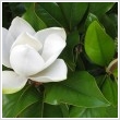 Magnolia grandiflora 30L-es kontnerben, 150/175 cm magas