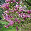 Magnolia 'Rickii' 2 literes kontnerben