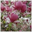 Magnolia 'Rustica Rubra' 10 literes kontnerben