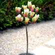 Magnolia 'Sunrise' - TRZSES 20 literes kontnerben, Trzsmagassg: 140 cm