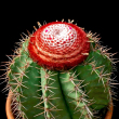 Melocactus 14 cm-es cserpben