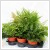 Microsorum diversifolium - desgyker pfrny 12 cm-es cserpben
