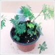 Mimosa pudica 12 cm-es cserpben