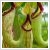 Nepenthes 12 cm-es (magastott) cserpben