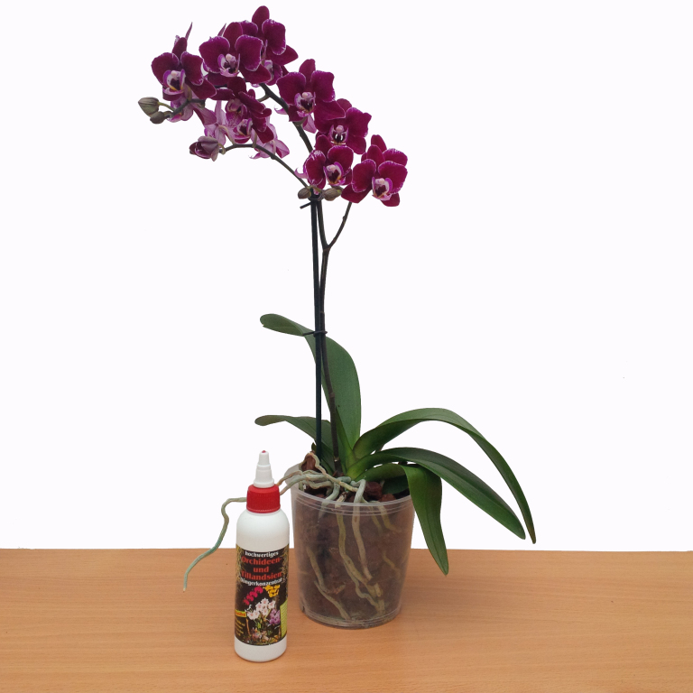 Orchidea s tillandsia Tpoldat