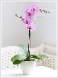 Orchidea Phalaenopsis extra