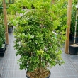 Osmanthus heterophyllus 'Aquifolium' - Illatcserje 35 literes kontnerben, 150/175 cm magas