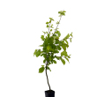 Parrotia 'persica Vanessa' - Oszlopos perzsa varzsfa 2 literes kontnerben
