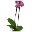 Phalaenopsis 2 virgzati szrral 10 cm-es cserpben