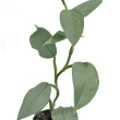 Philodendron Hastatum 21 cm-es cserpben, ~50 cm magas