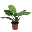 Philodendron 'Imperial Green' 17 cm- es cserpben