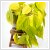 Philodendron 'Lemon Lime' - Levlfa 21 cm-es cserpben, ~70 cm magas