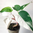 Philodendron 'White Knight' 15 cm-es cserpben, ~45 cm magas