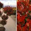 Photinia 'Red Robin Compacta' - POMPON (forma) 150/175 cm magas