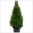 Picea glauca 'Conica' 19 cm-es cserpben, ~60/70 cm magas