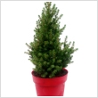 Picea glauca 'Conica' 24 cm-es cserpben, 70 cm magas