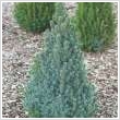 Picea glauca 'Sanders Blue' 2 literes kontnerben, 20/30 cm magas
