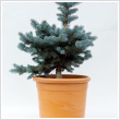 Picea pungens 'Glauca Globosa' 3 literes kontnerben