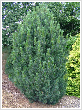 Pinus cembra 'Compacta Glauca' - Cirbolya feny 8 literes kontnerben, 50/60 cm magas
