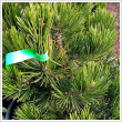 Pinus heldreichii 'Compact Gem' - TRPE pnclfeny 5 literes kontnerben