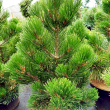 Pinus heldreichii 'Green Giant' - Balkni pnclfeny 18 literes kontnerben, 50/60 cm magas