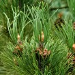 Pinus leucodermis 'Lindenhof' - Pnclfeny 2 literes kontnerben
