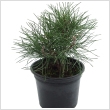 Pinus mugo v. 'Pumilio' 2 literes kontnerben, 15/20 cm magas