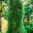 Pinus nigra 'Green Tower' - OSZLOPOS fekete feny 8 literes kontnerben, 40/60 cm magas