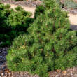 Pinus nigra 'Nana' - TRPE fekete feny 5 literes kontnerben, 25/30 cm magas (kifejlett, max magassg: 10 v utn kb. 50 cm)