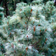 Pinus parviflora 'Glauca' - Japn fehrfeny 2 literes kontnerben