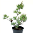Pinus parviflora 'Glauca' 40/60 cm magas