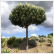 Pinus pinea - Trzses 25 literes kontnerben