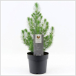 Pinus pinea 'Silver Crest' 17 cm-es cserpben, ~50cm magas