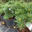 Pinus strobus 'Bergmann's Mini' 5 literes kontnerben, 25/30 cm magas