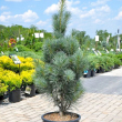 Pinus strobus 'Stowe Pillar' - Oszlopos simafeny (oszlopos fehrfeny) 3 literes kontnerben, 30/40 cm magas