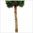 Pinus sylvestris - Trzses 18 literes kontnerben, 1/2 trzses