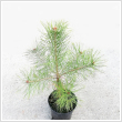 Pinus sylvestris 3L-es kontnerben