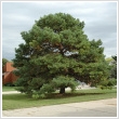 Pinus sylvestris 8 literes kontnerben