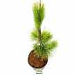 Pinus thunbergii 'Ogon' 3 literes kontnerben, 25/30 cm magas