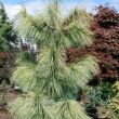 Pinus Wallichiana 'Zebrina' - TRPE selyemfeny 3 literes kontnerben